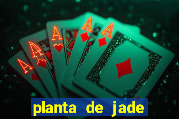 planta de jade significado espiritual